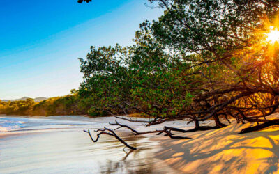 Telework From Paradise