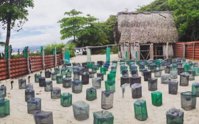 Preserving Costa Rica’s Natural Legacy: Conservation at Romelia