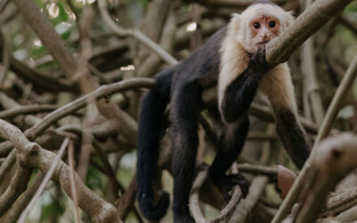 What to Pack for Montezuma: A Seasonal Travel Guide from nYa Hotel